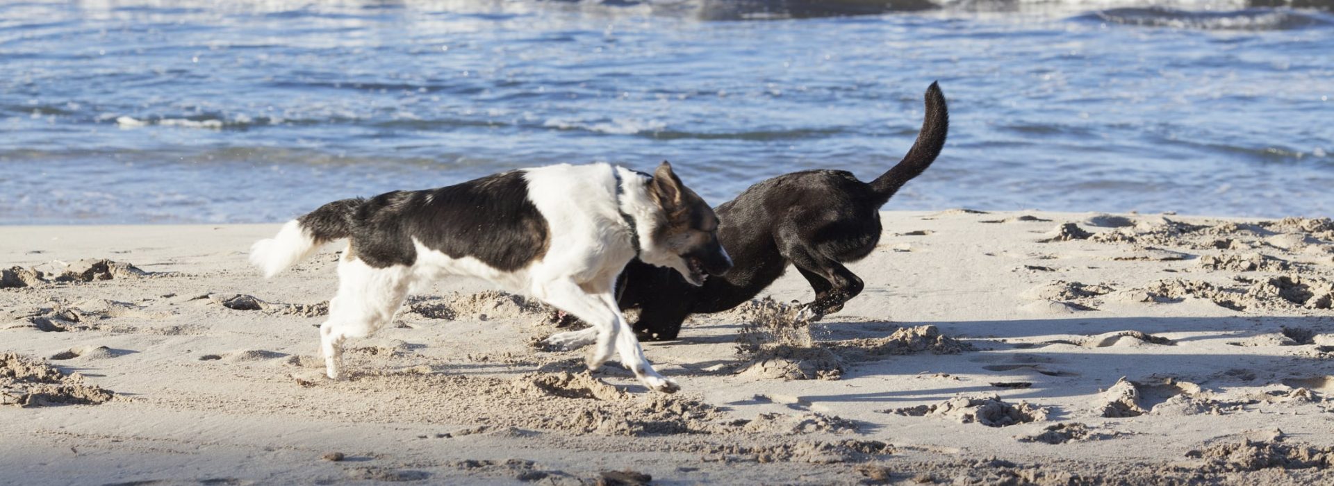 spiagge per cani in sicilia